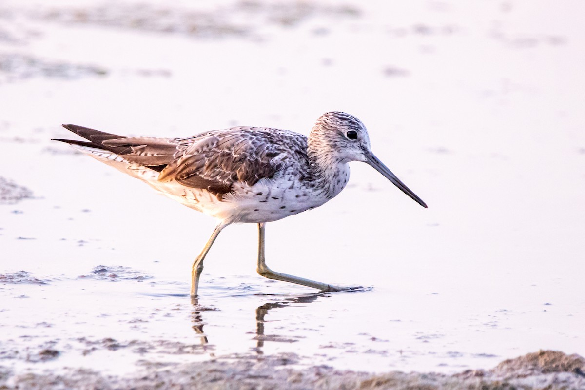 Common Greenshank - ML640273688