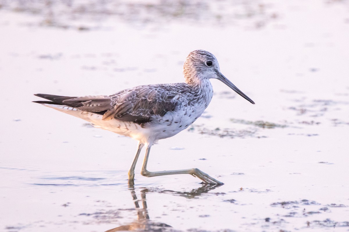Common Greenshank - ML640273689