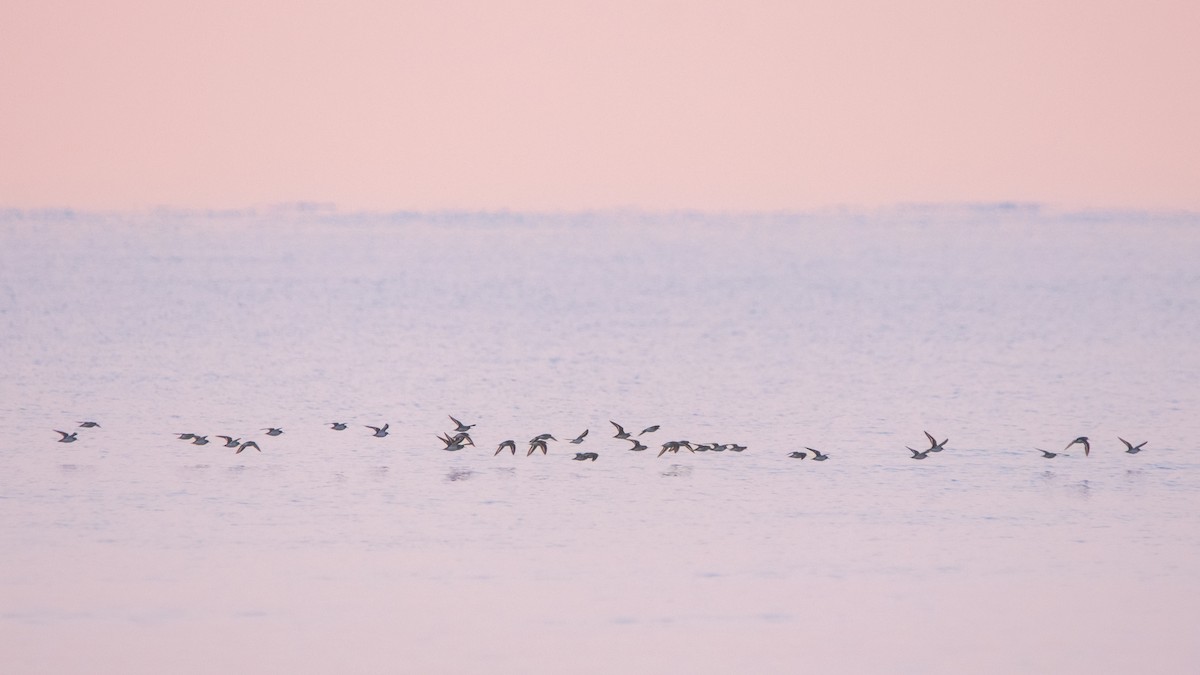 Sanderling - ML640273696