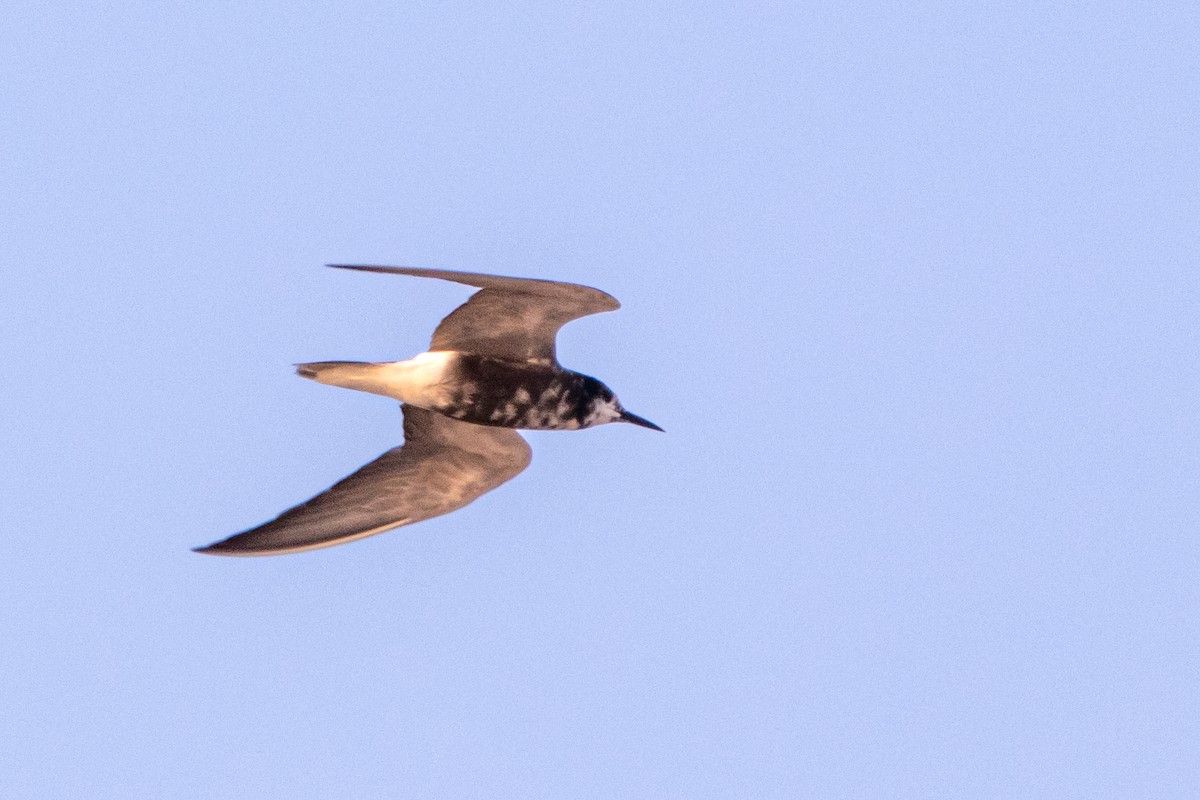 Black Tern - ML640273706