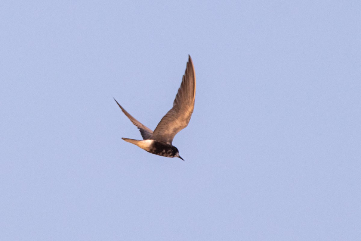 Black Tern - ML640273707