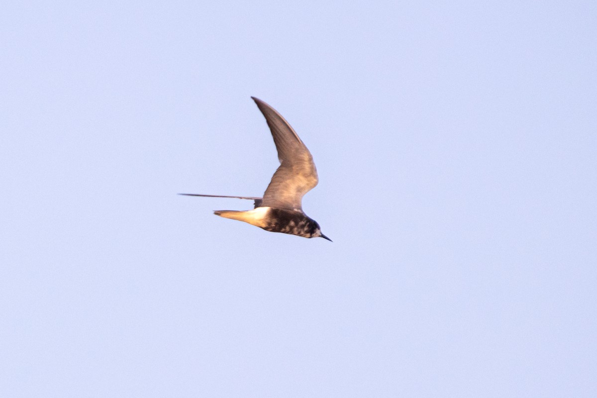 Black Tern - ML640273708