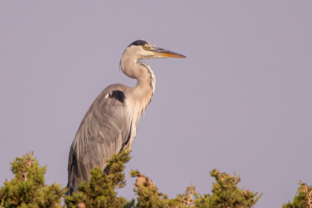 Gray Heron - ML640273714