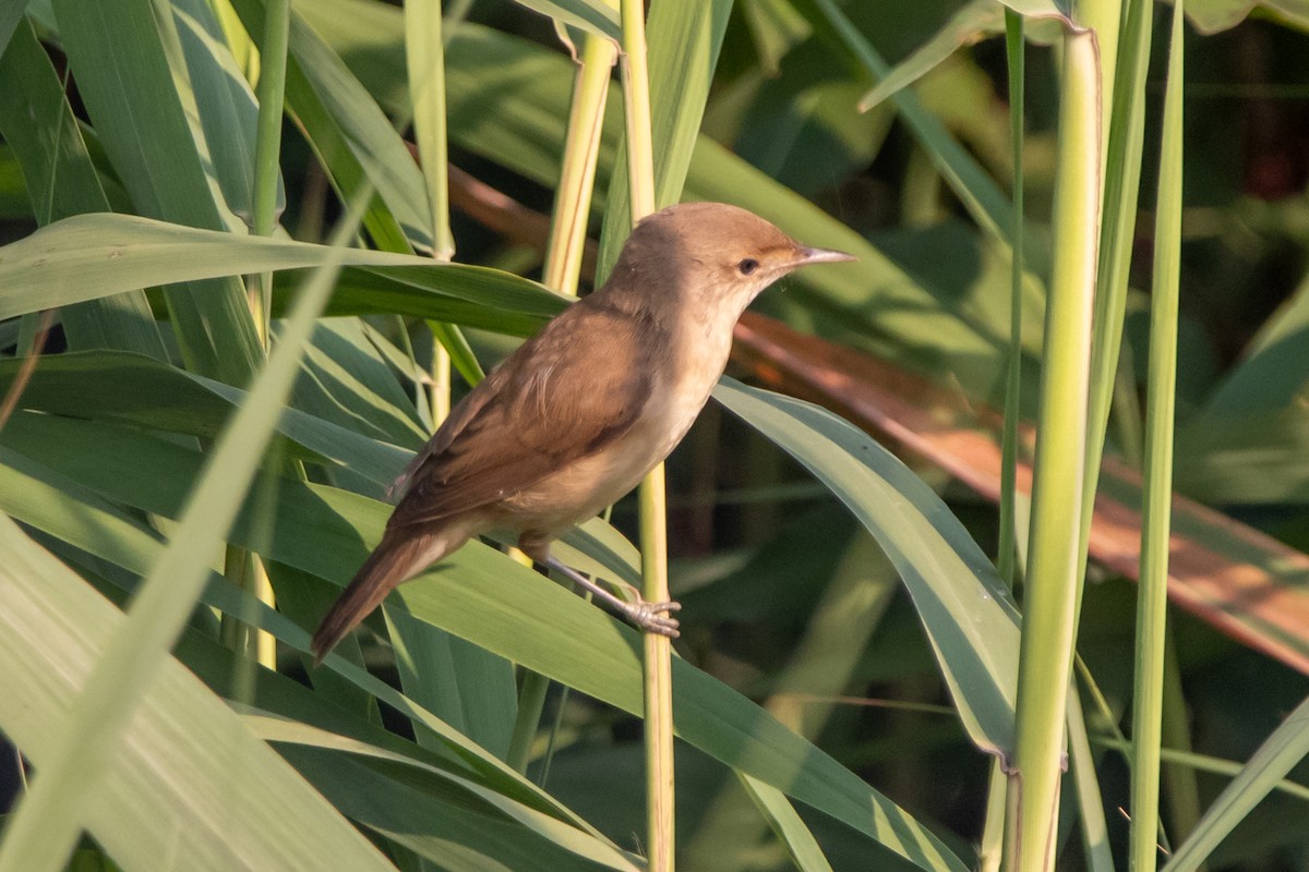 Common Reed Warbler - ML640273720