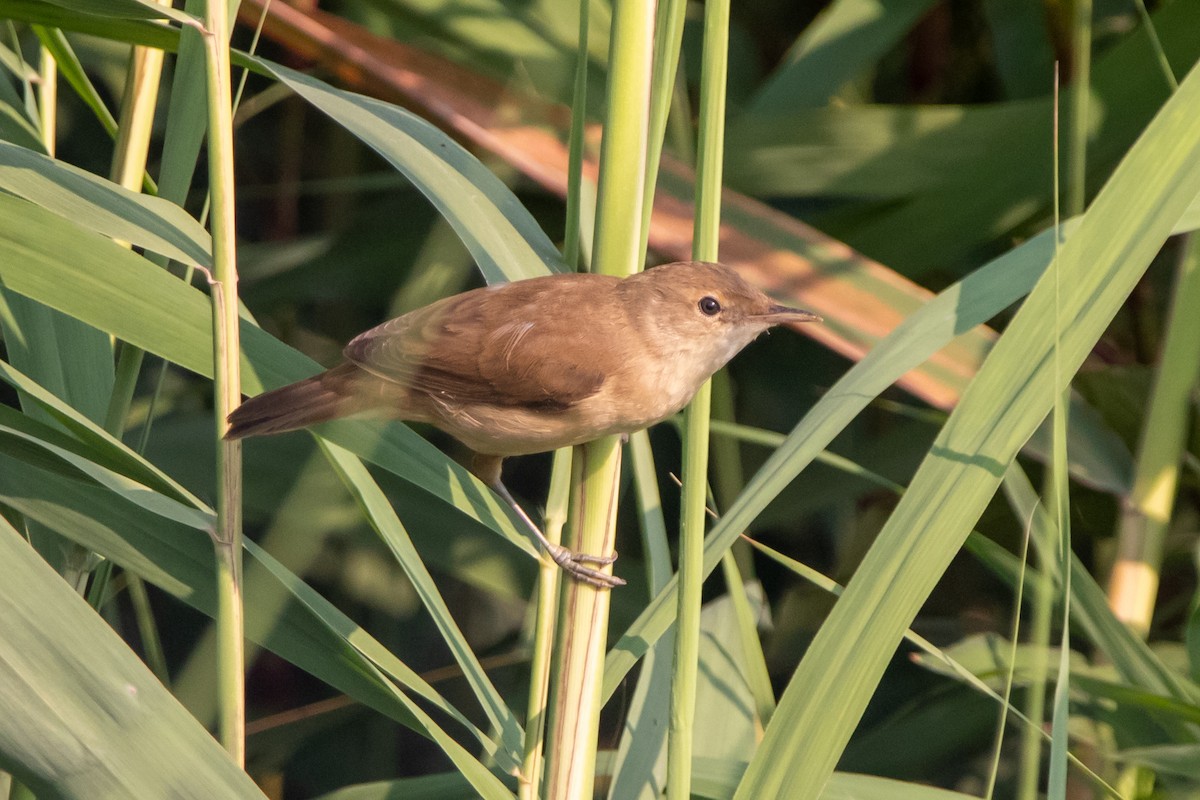 Common Reed Warbler - ML640273721