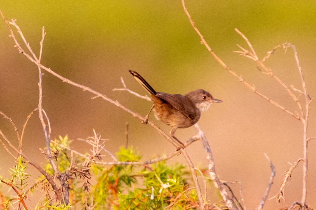 Sardinian Warbler - ML640273735