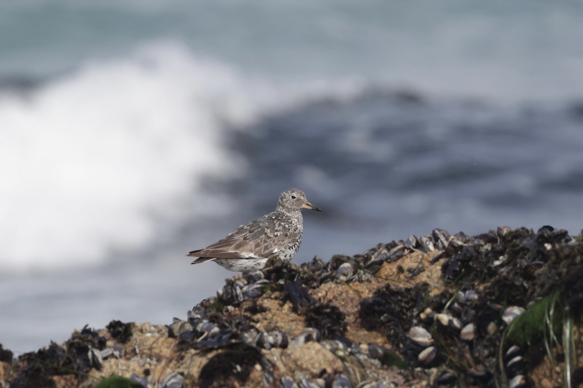 Surfbird - ML640273756