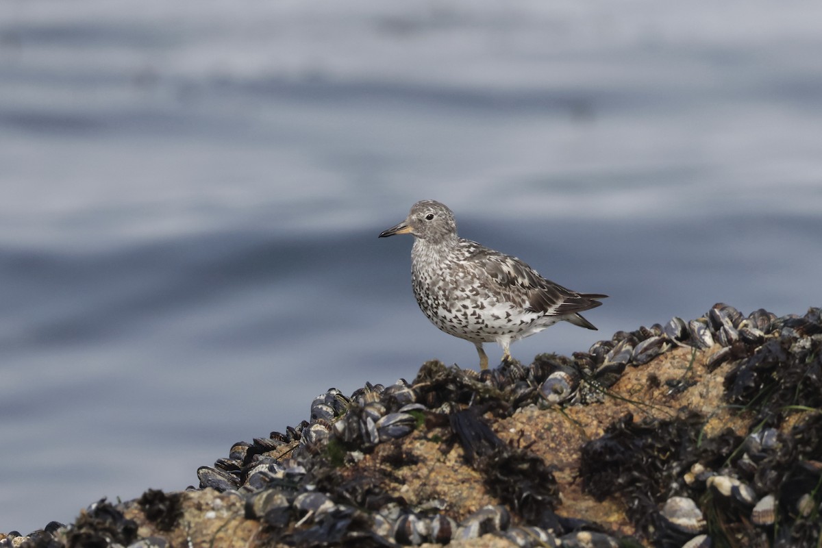 Surfbird - ML640273757