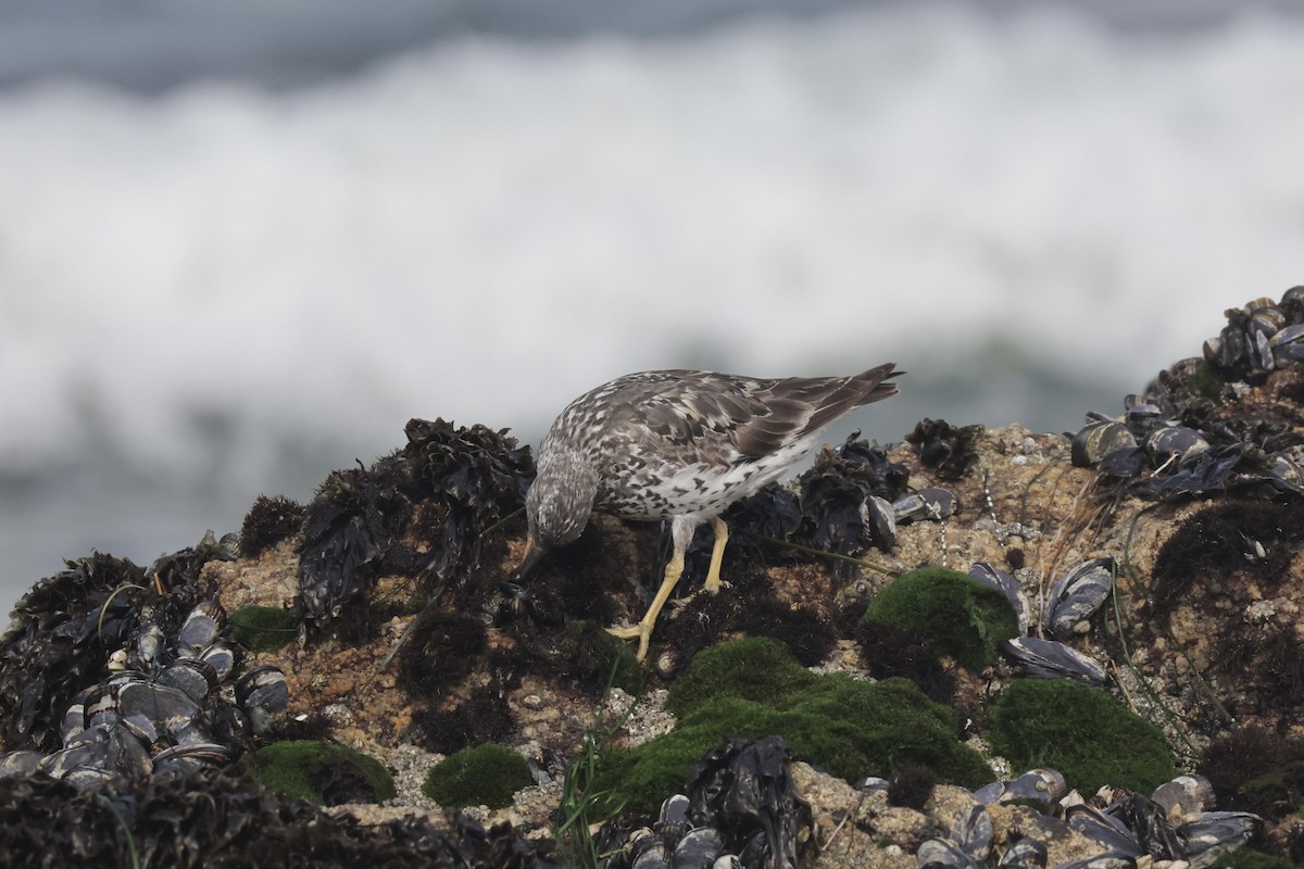 Surfbird - ML640273758