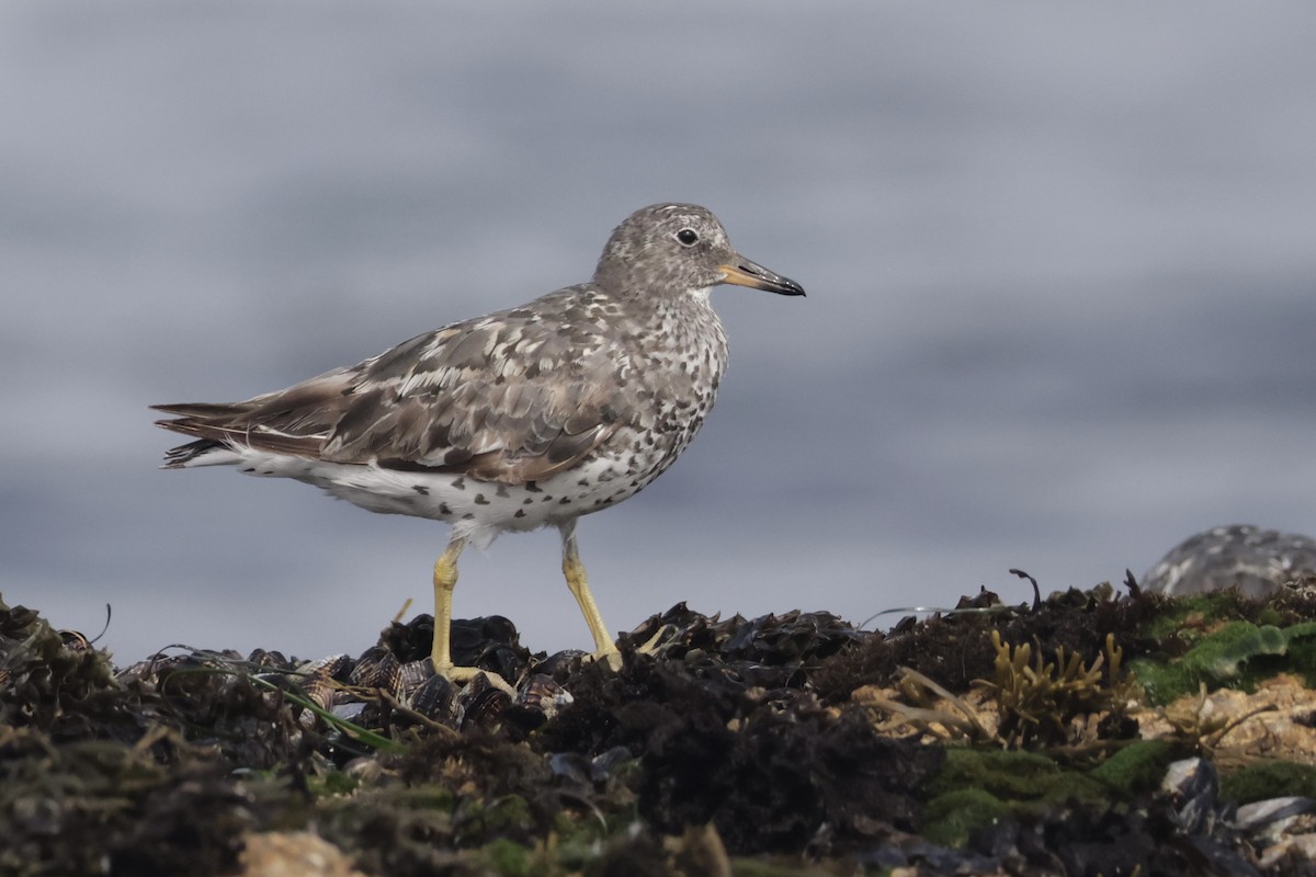 Surfbird - ML640273759