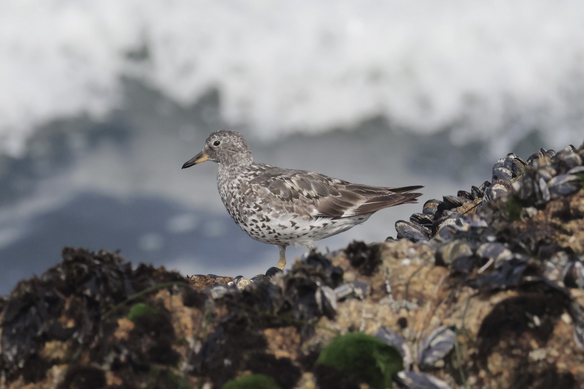 Surfbird - ML640273760