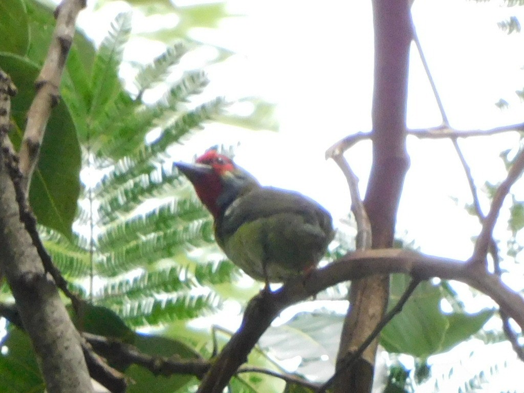 barbet malabarský - ML640273834