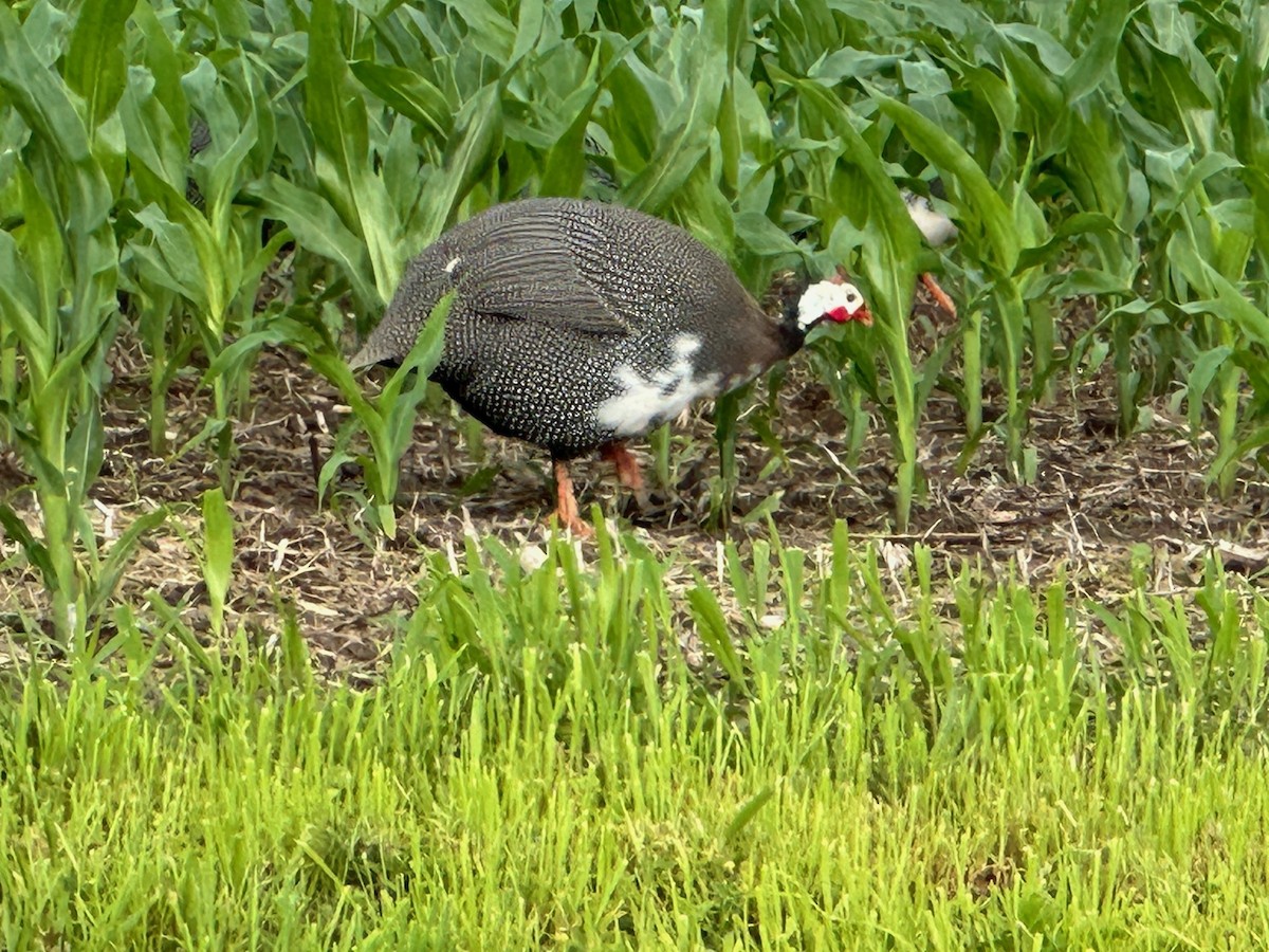 Helmeted Guineafowl (Domestic type) - ML640273853