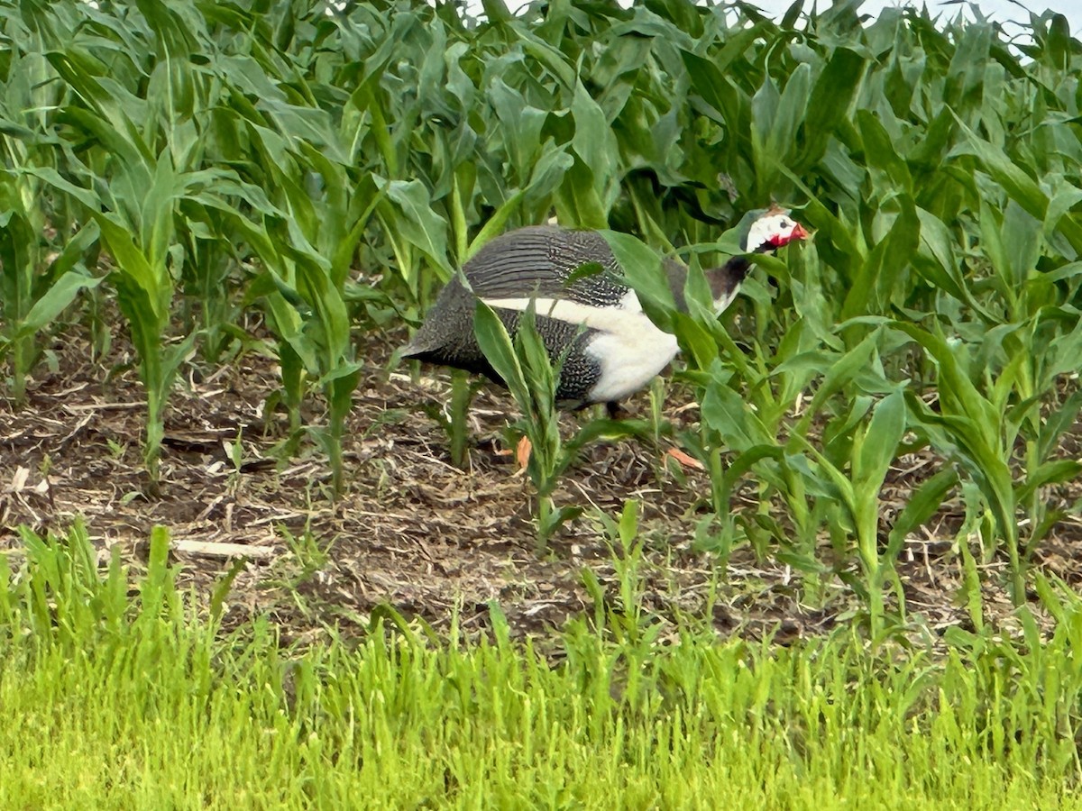 Helmeted Guineafowl (Domestic type) - ML640273854