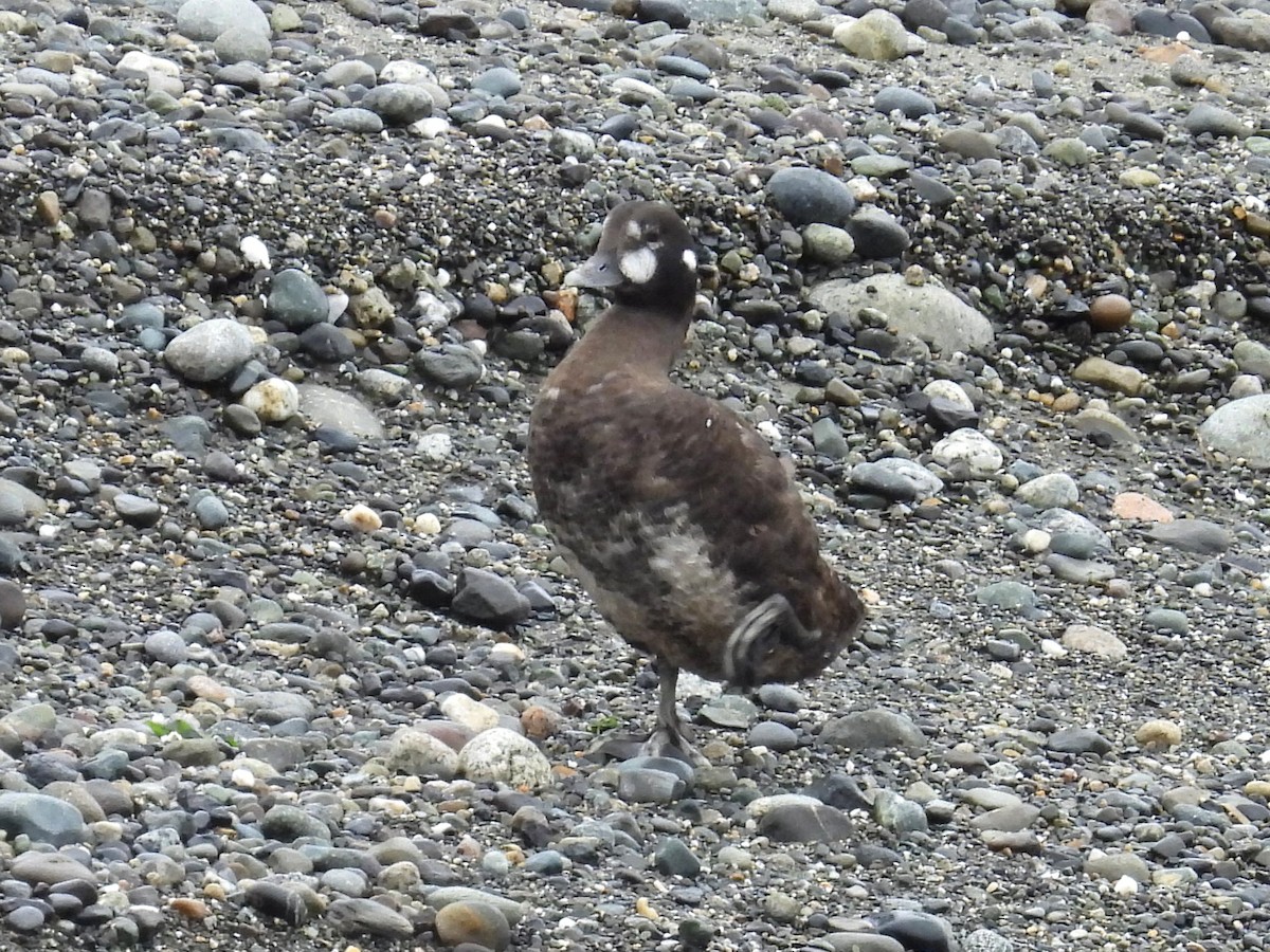 Harlequin Duck - ML640273888