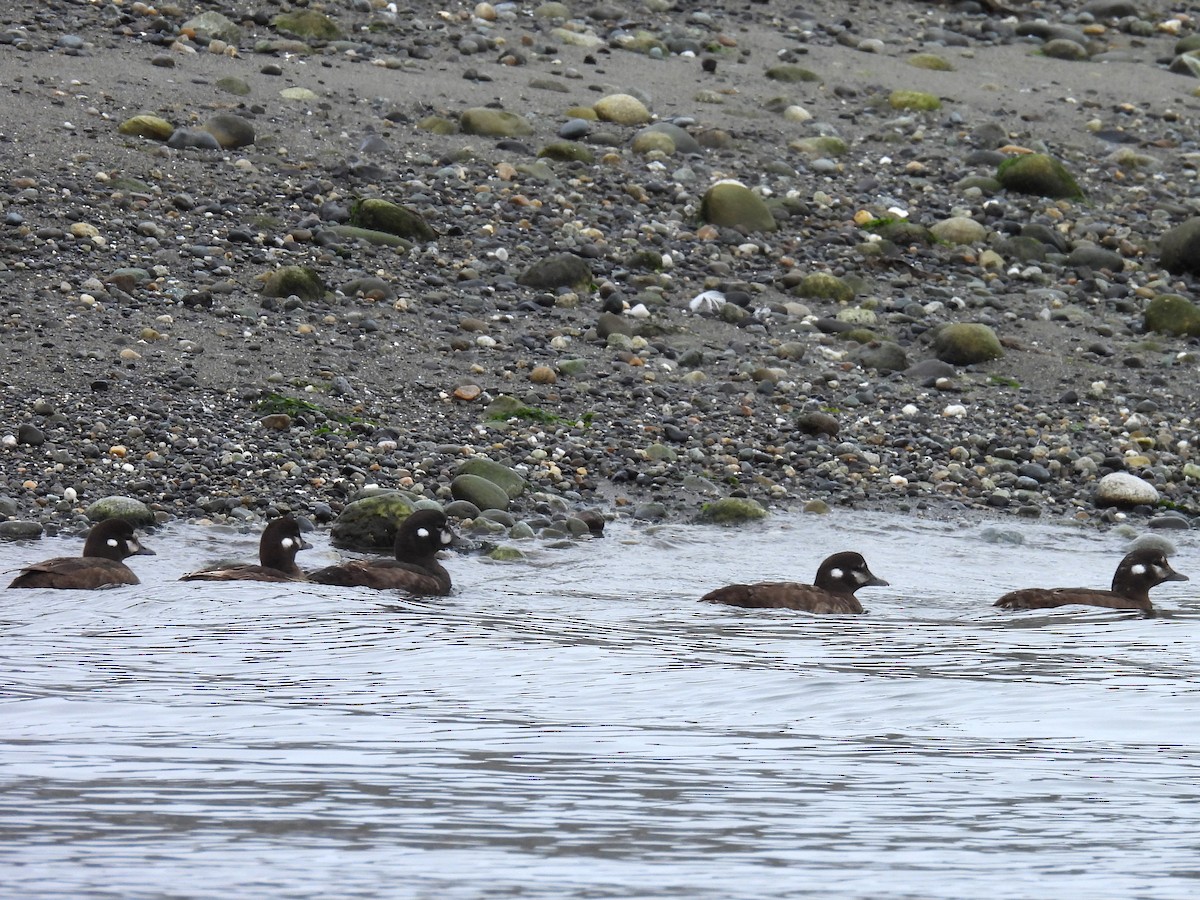 Harlequin Duck - ML640273891