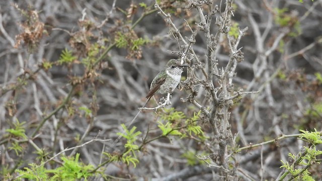Peruvian Sheartail - ML640273897