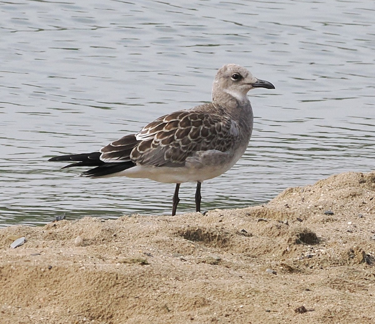 racek karibský - ML640273906