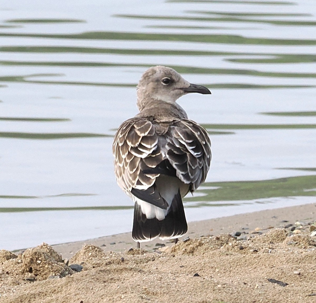 racek karibský - ML640273920