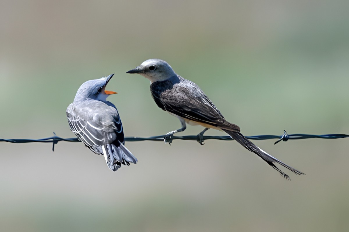 Scissor-tailed Flycatcher - ML640273926