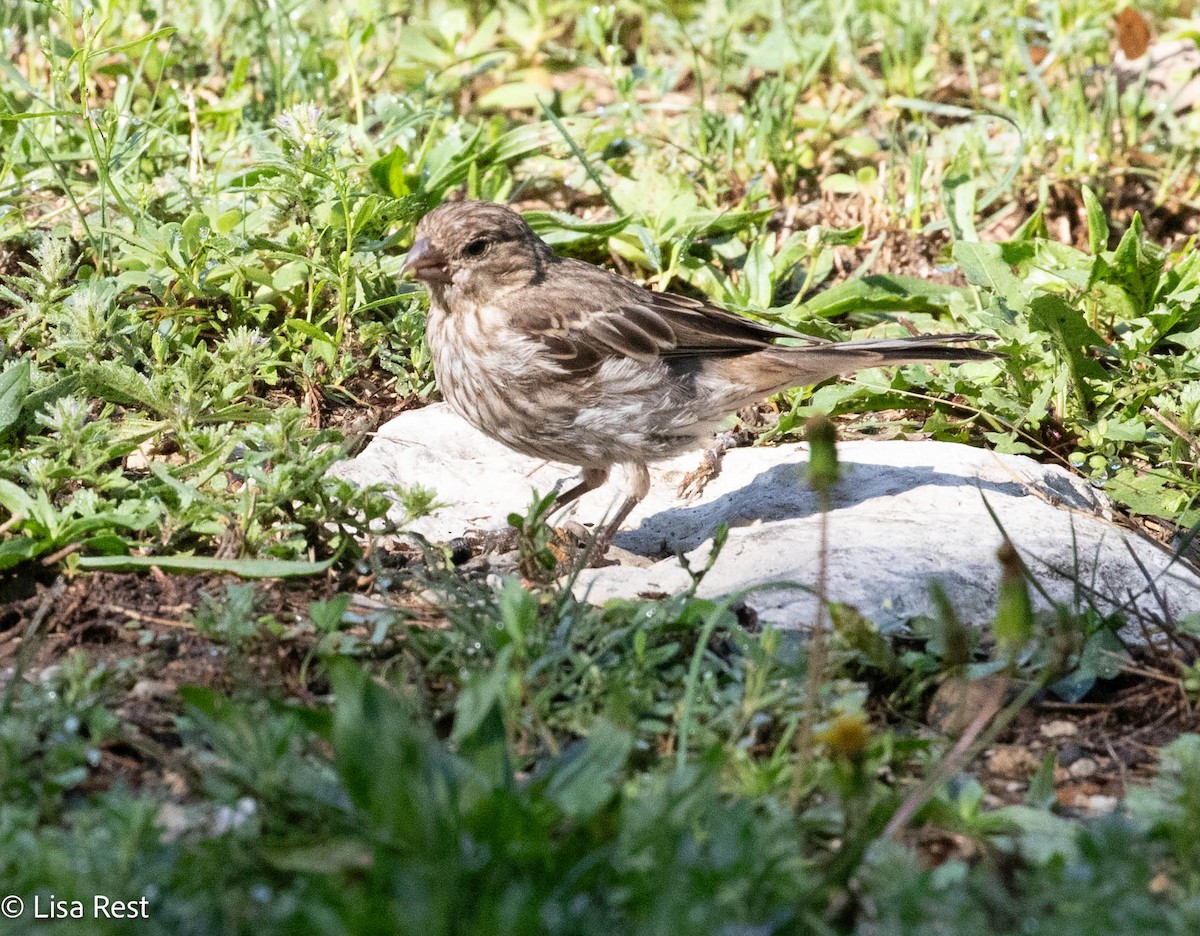 House Finch - ML640273945
