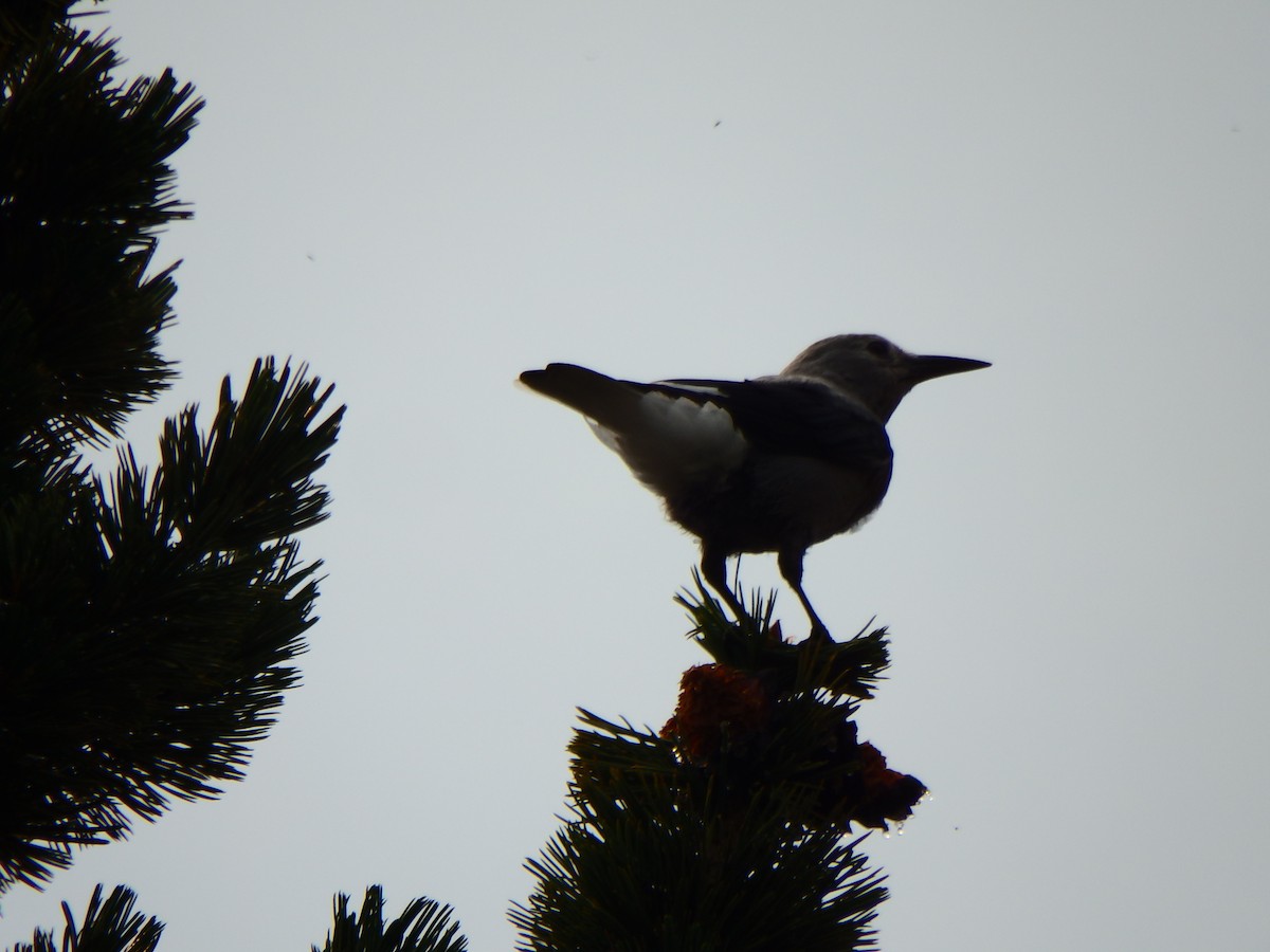 Clark's Nutcracker - ML640273950