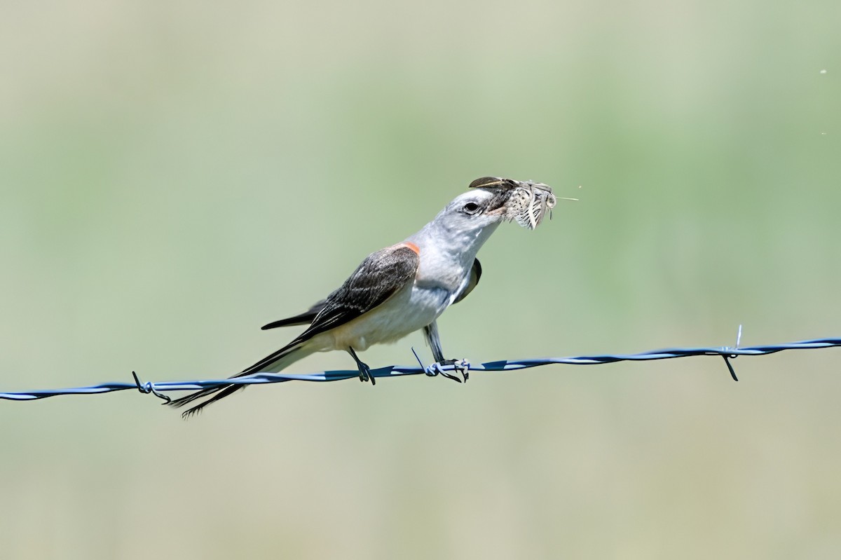 Scissor-tailed Flycatcher - ML640273952