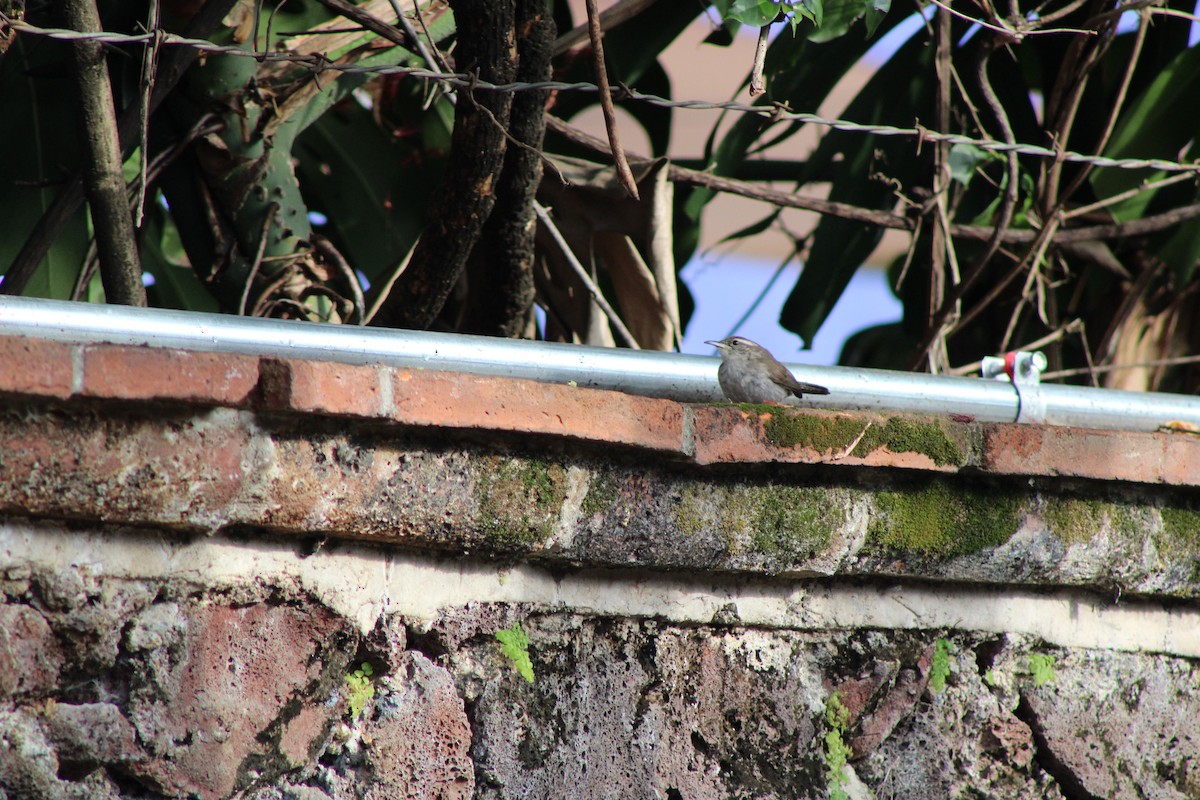 Bewick's Wren - ML640273953
