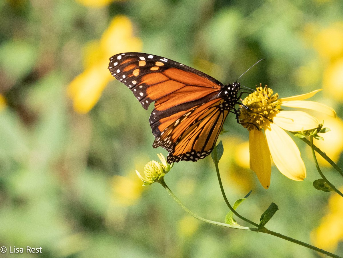 Migratory Monarch - ML640273969