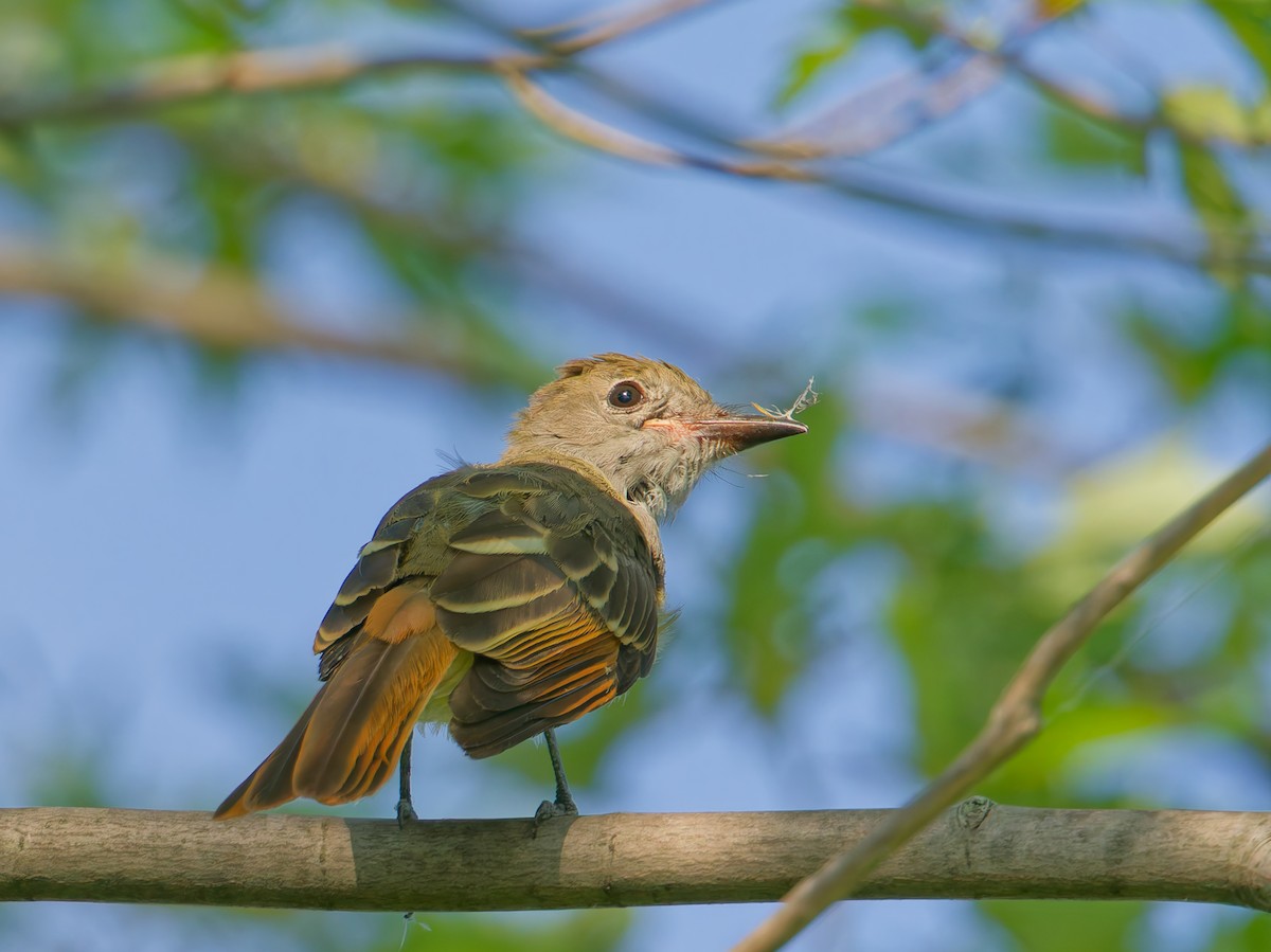 Great Crested Flycatcher - ML640273972