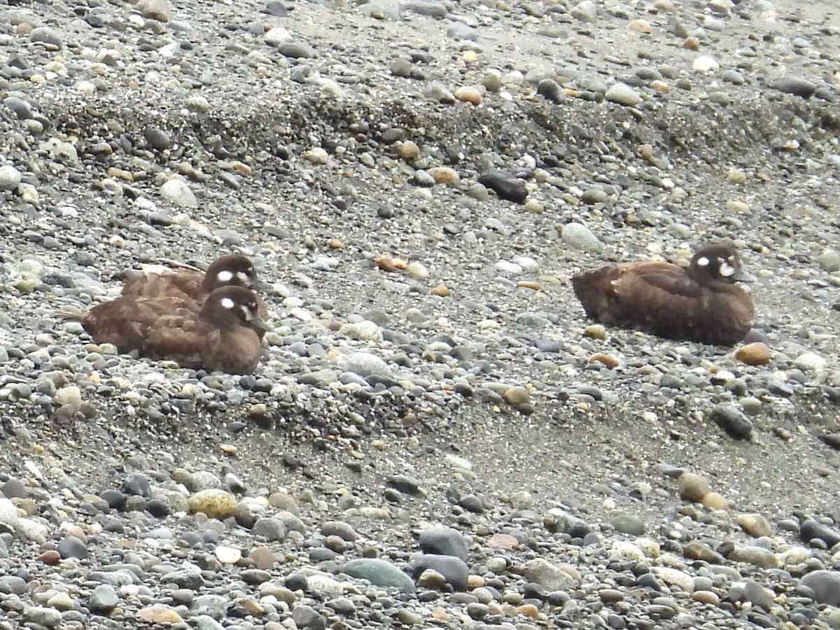 Harlequin Duck - ML640273973