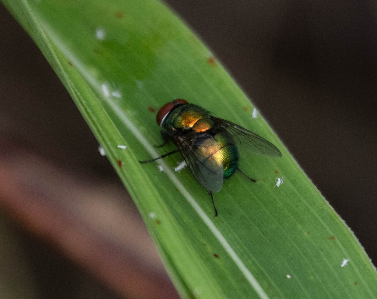 Blue-green Bottle Fly - ML640273978