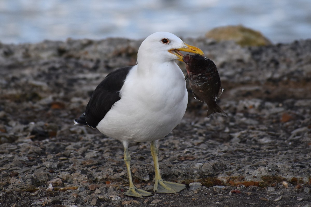 Kelp Gull (vetula) - ML640274032