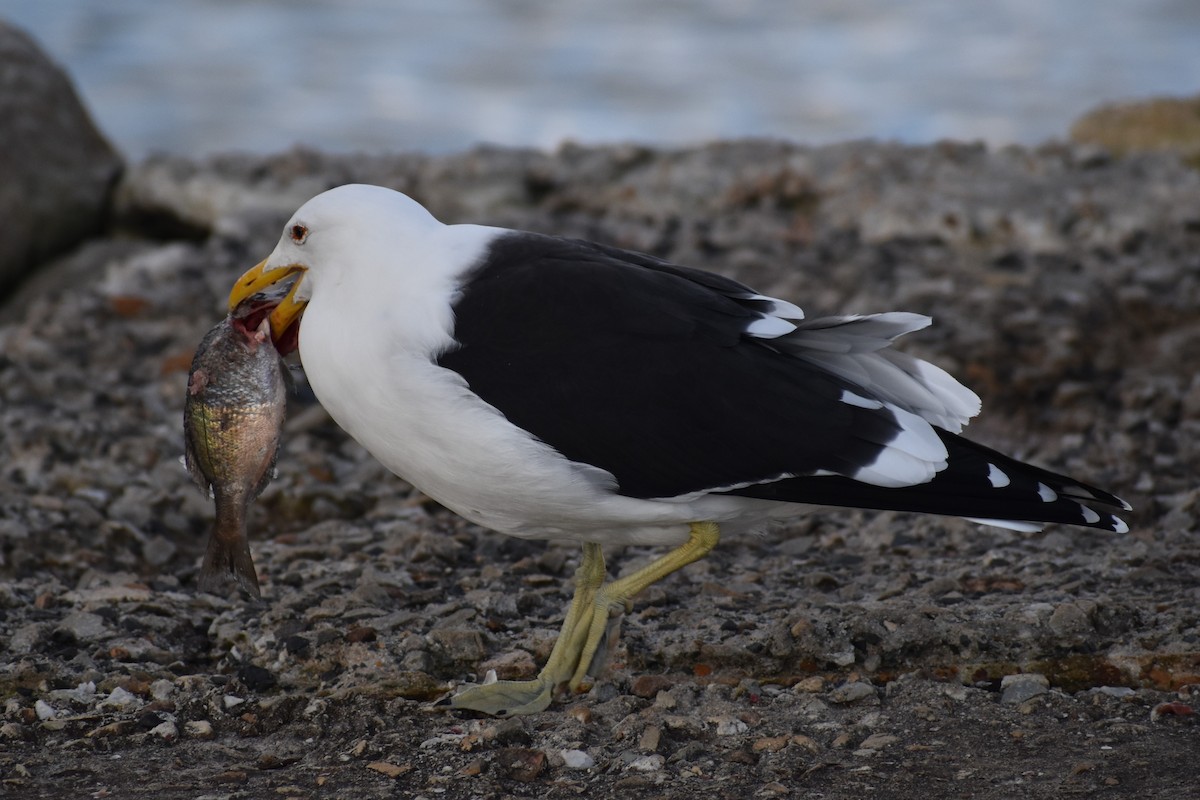 Kelp Gull (vetula) - ML640274033