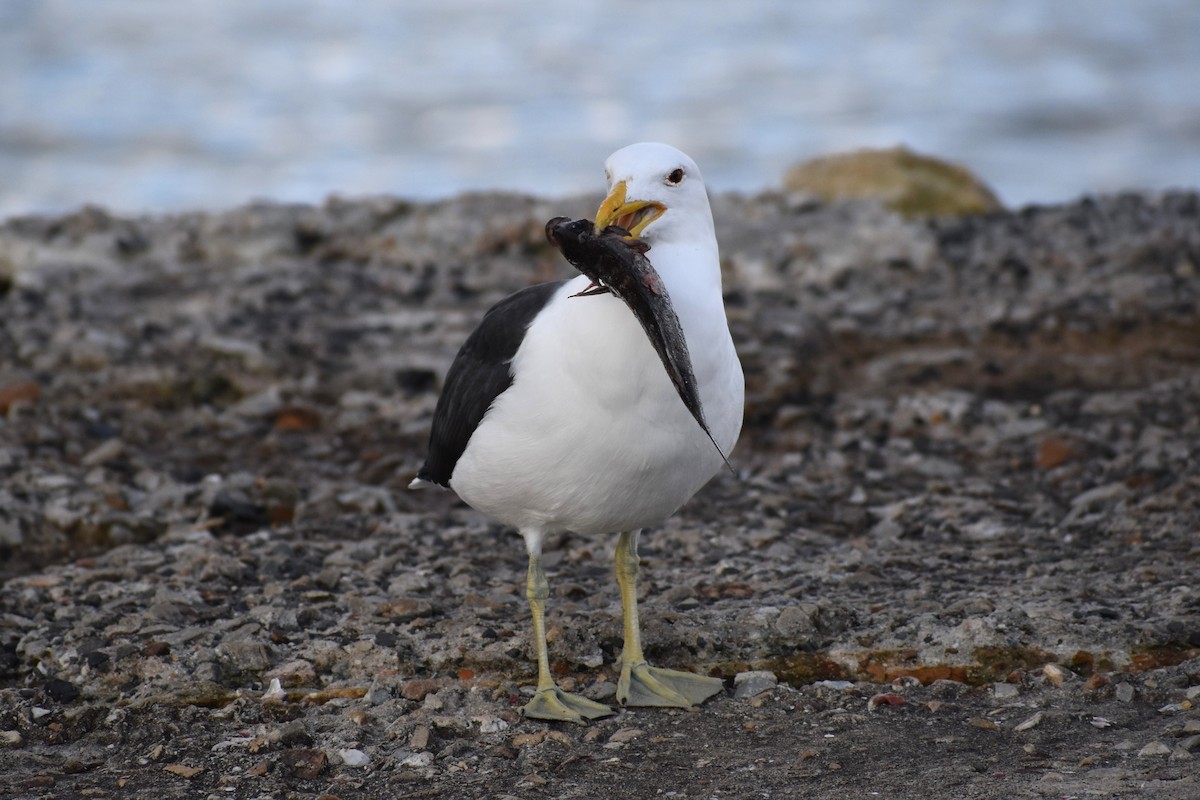 Kelp Gull (vetula) - ML640274034