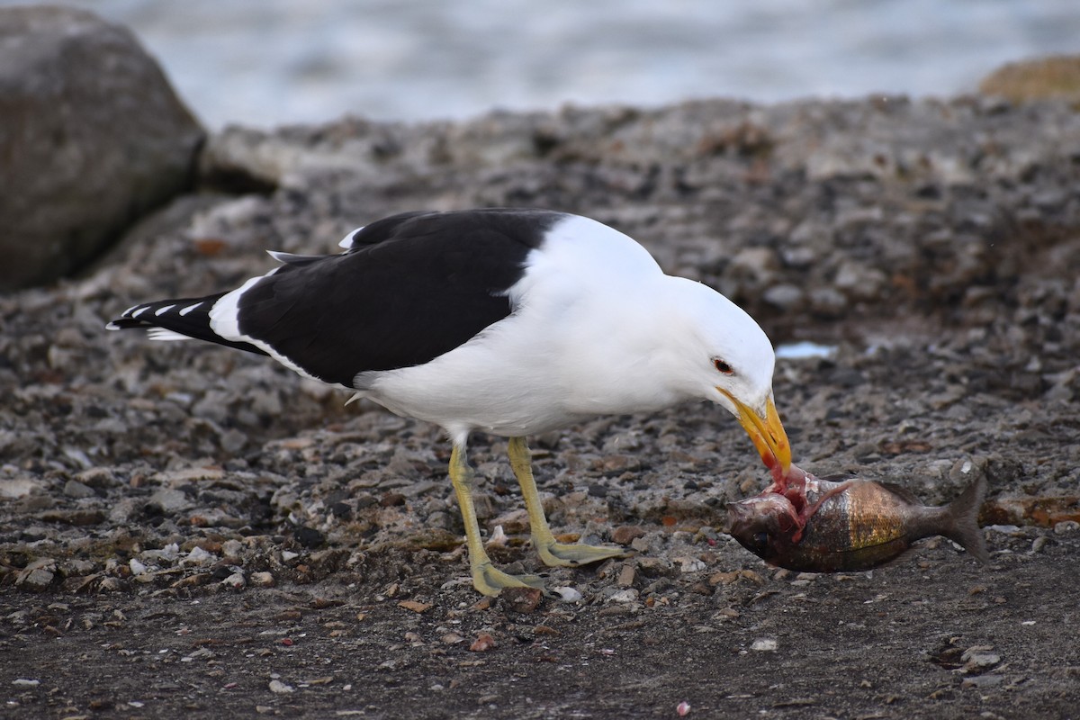 Kelp Gull (vetula) - ML640274035