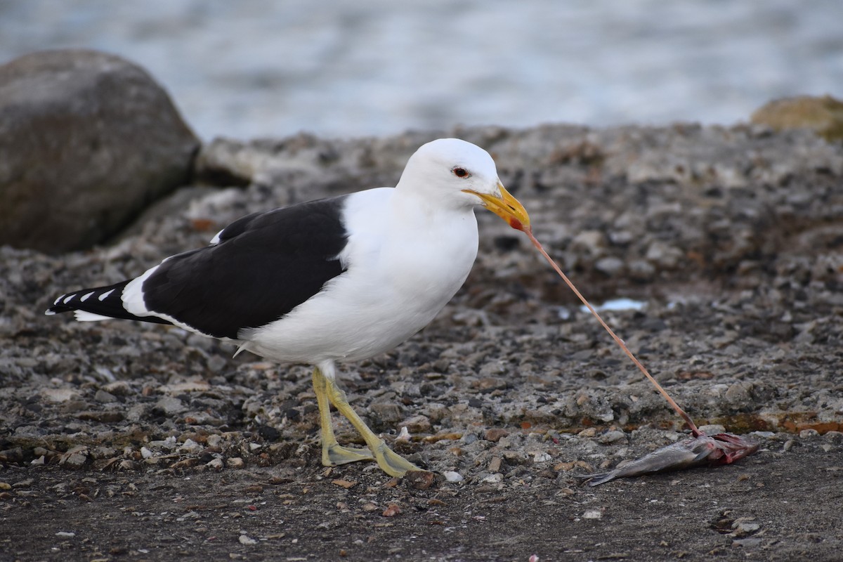 Kelp Gull (vetula) - ML640274036
