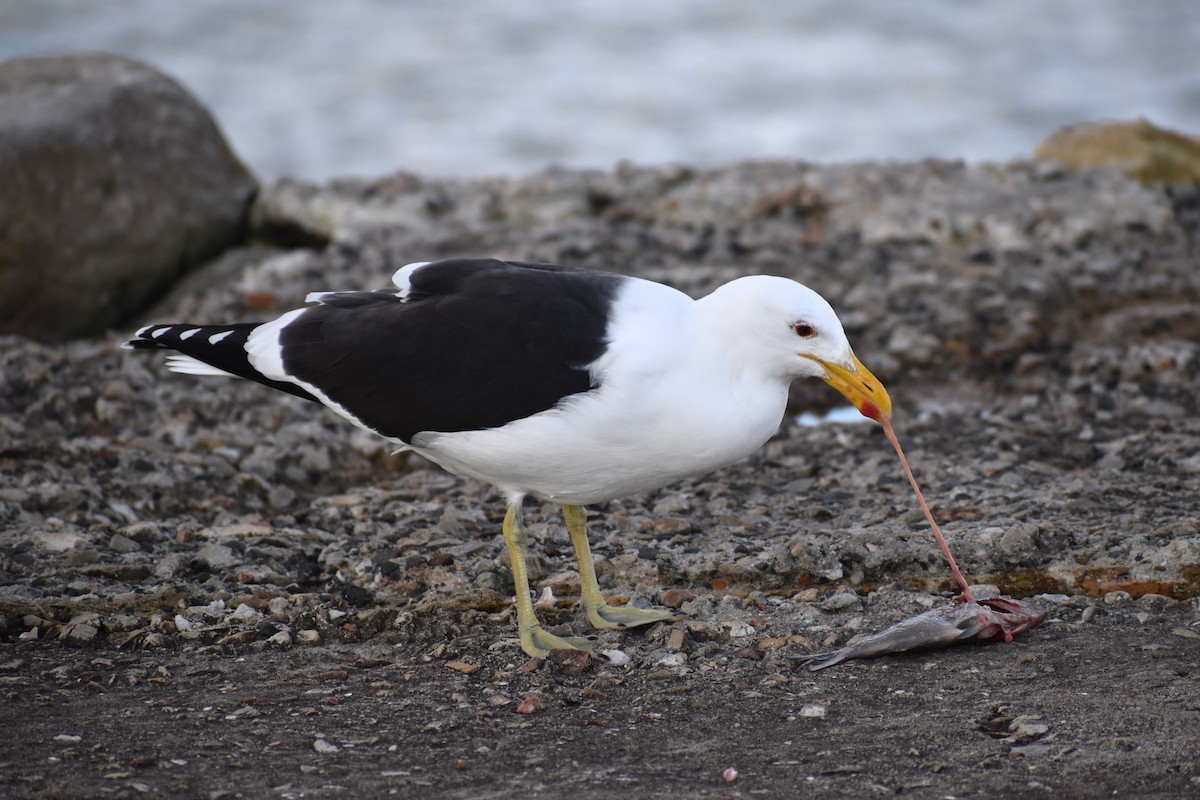 Kelp Gull (vetula) - ML640274037
