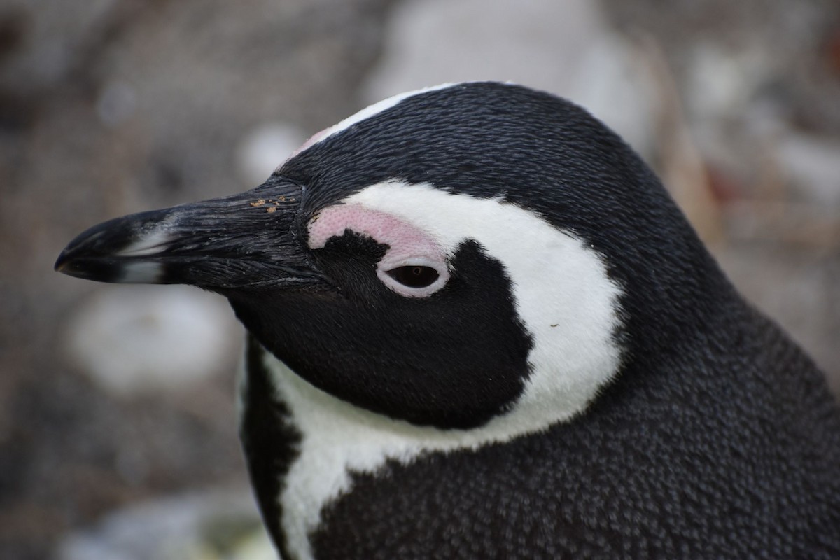 African Penguin - ML640274064