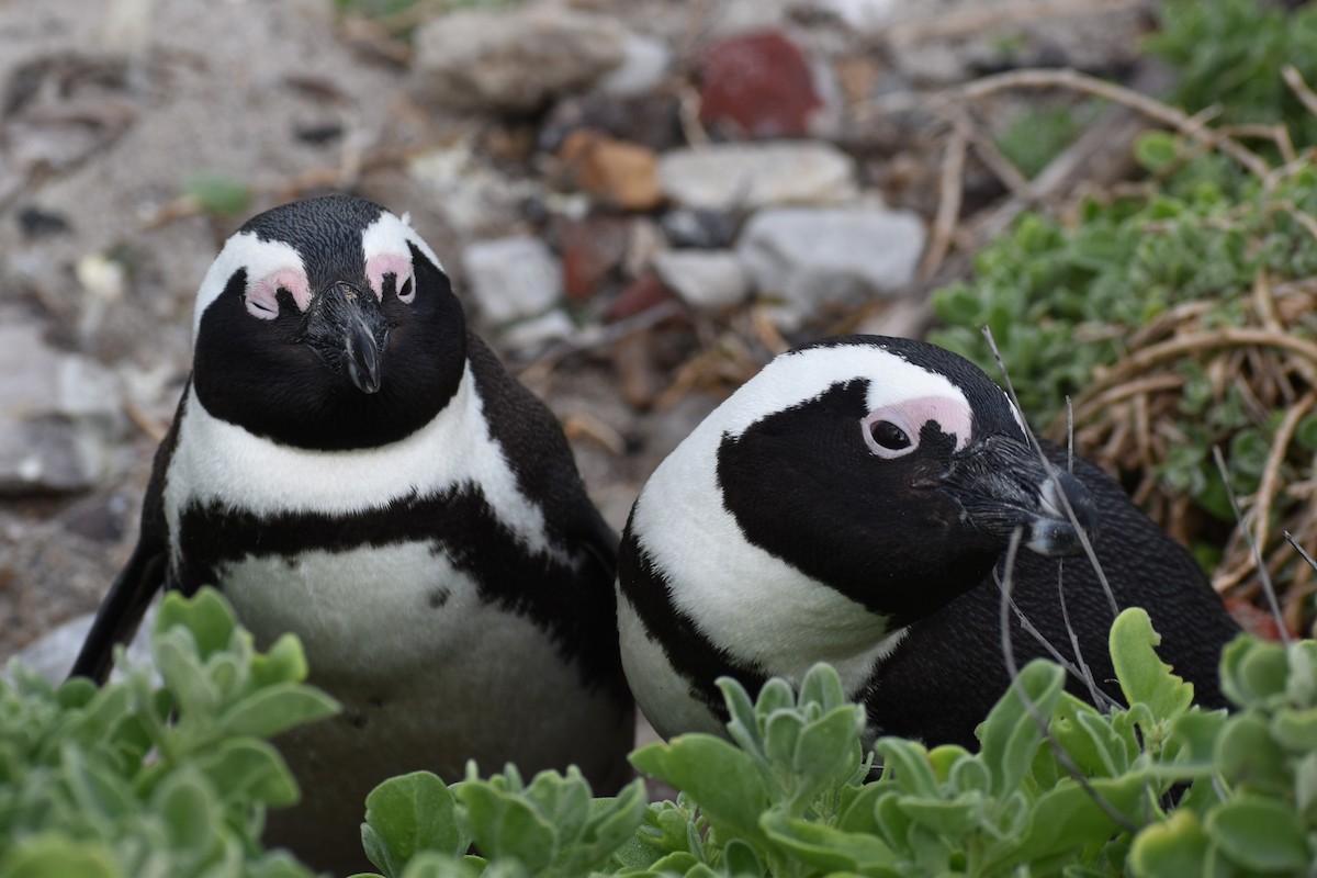 African Penguin - ML640274067