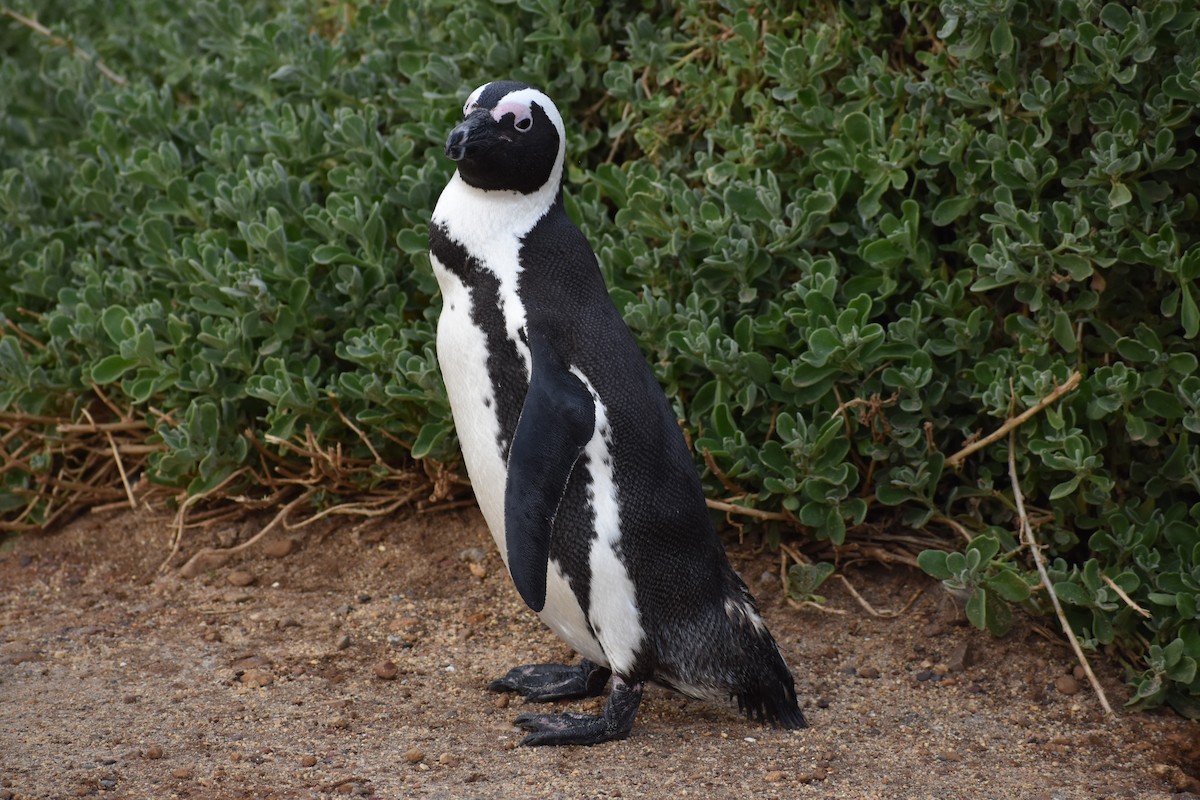 African Penguin - ML640274069