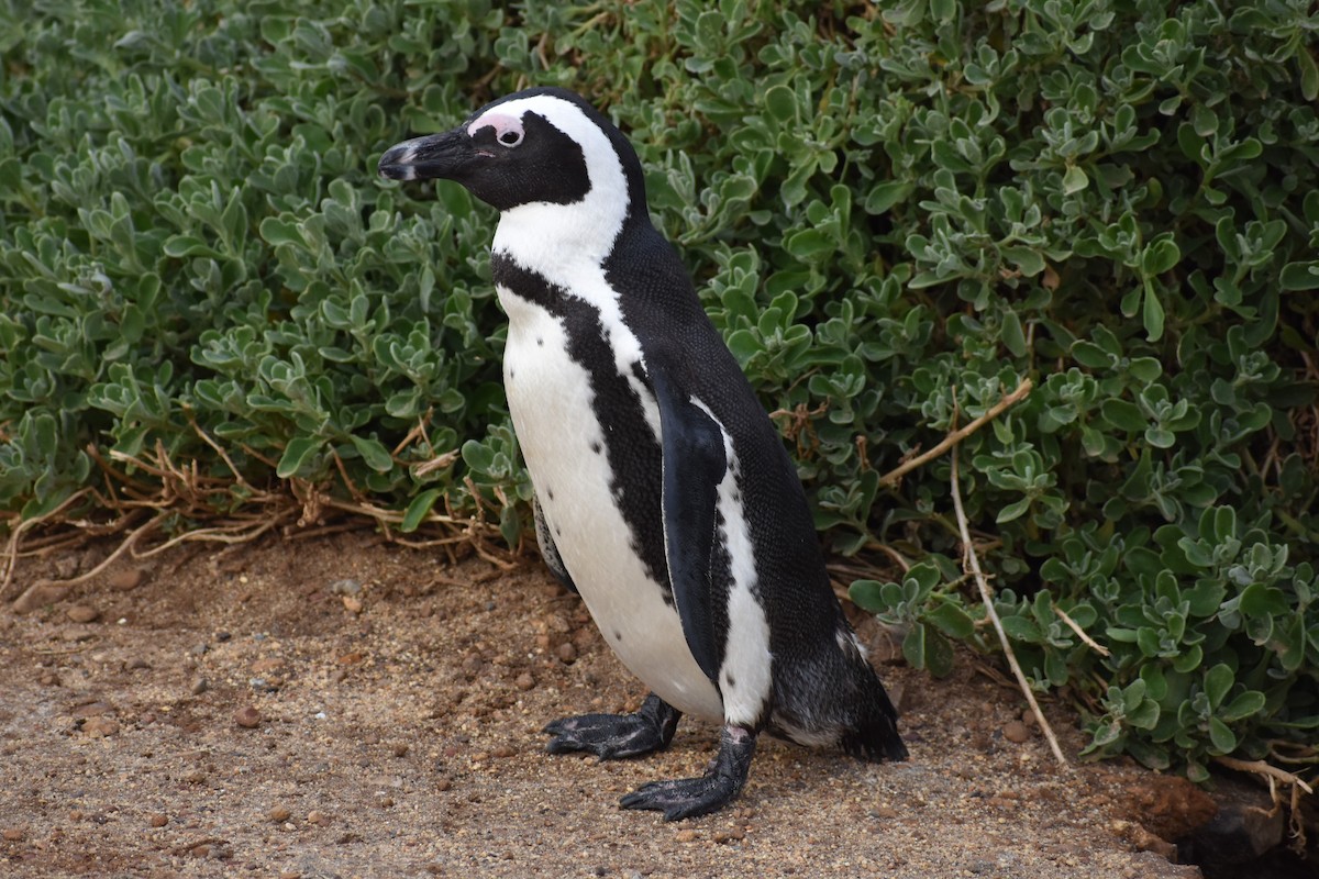 African Penguin - ML640274070
