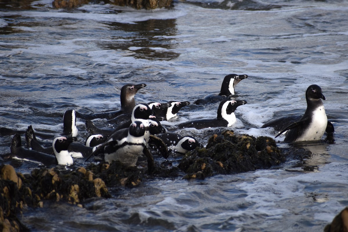 African Penguin - ML640274071