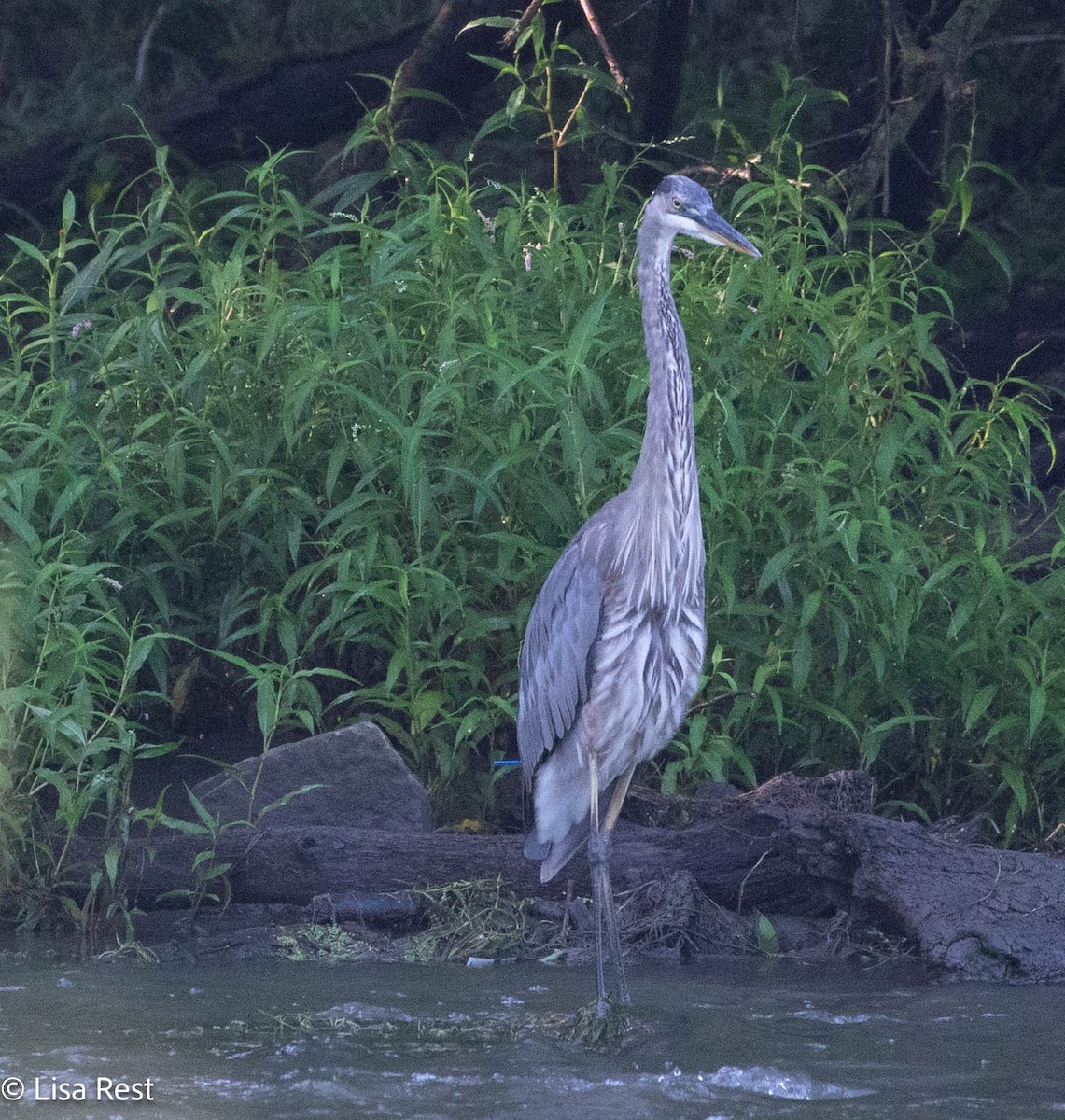 Great Blue Heron - ML640274077