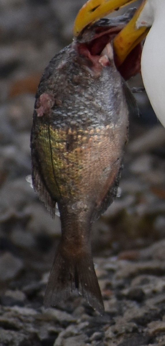 Ray-finned Fishes - ML640274083