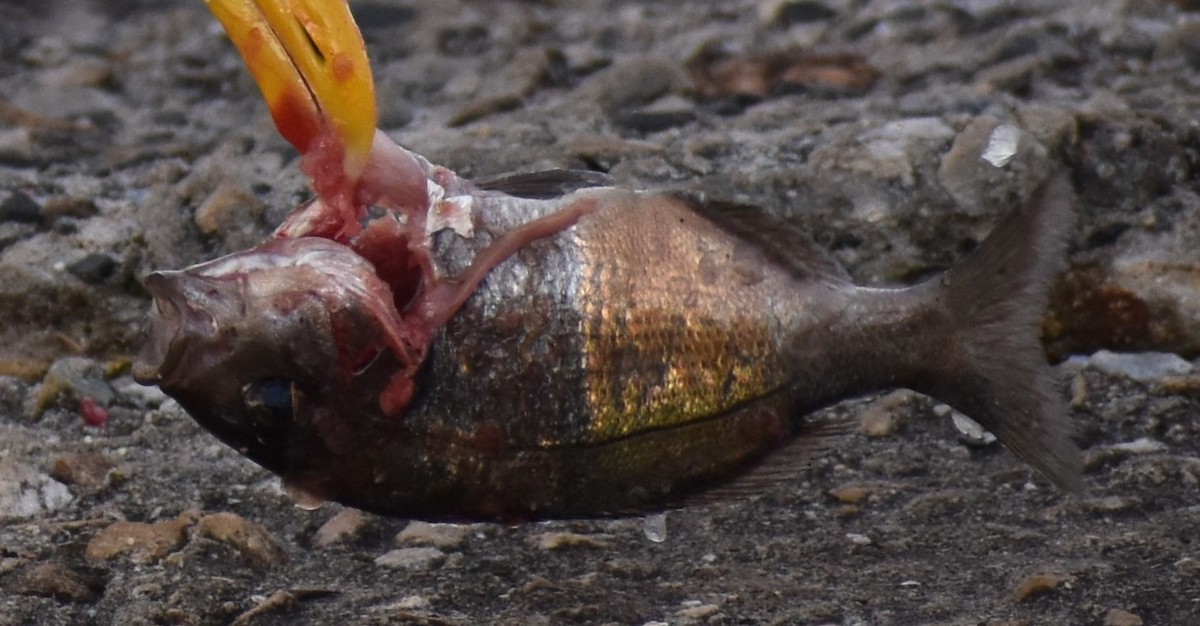 Ray-finned Fishes - ML640274084