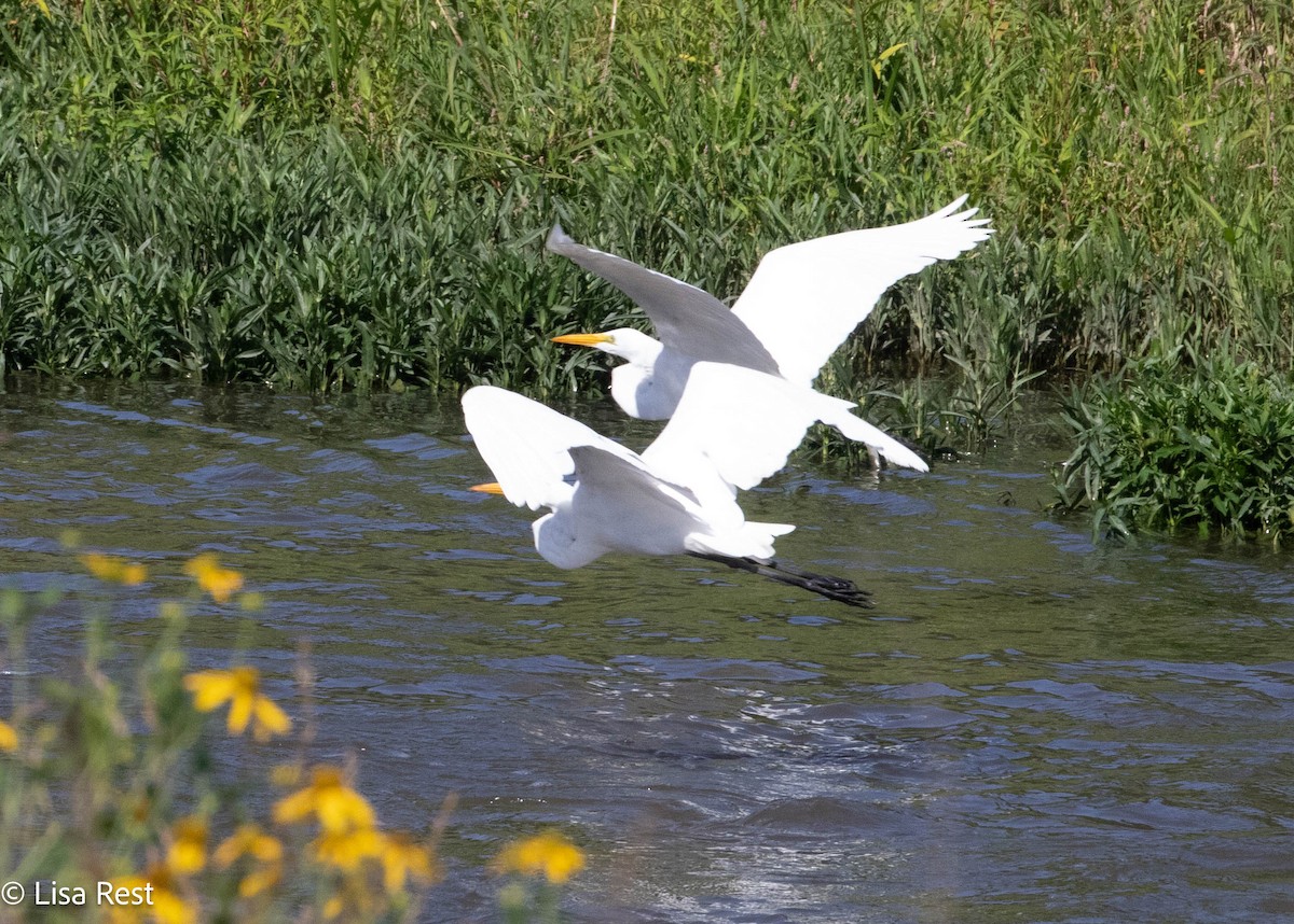 Great Egret - ML640274089