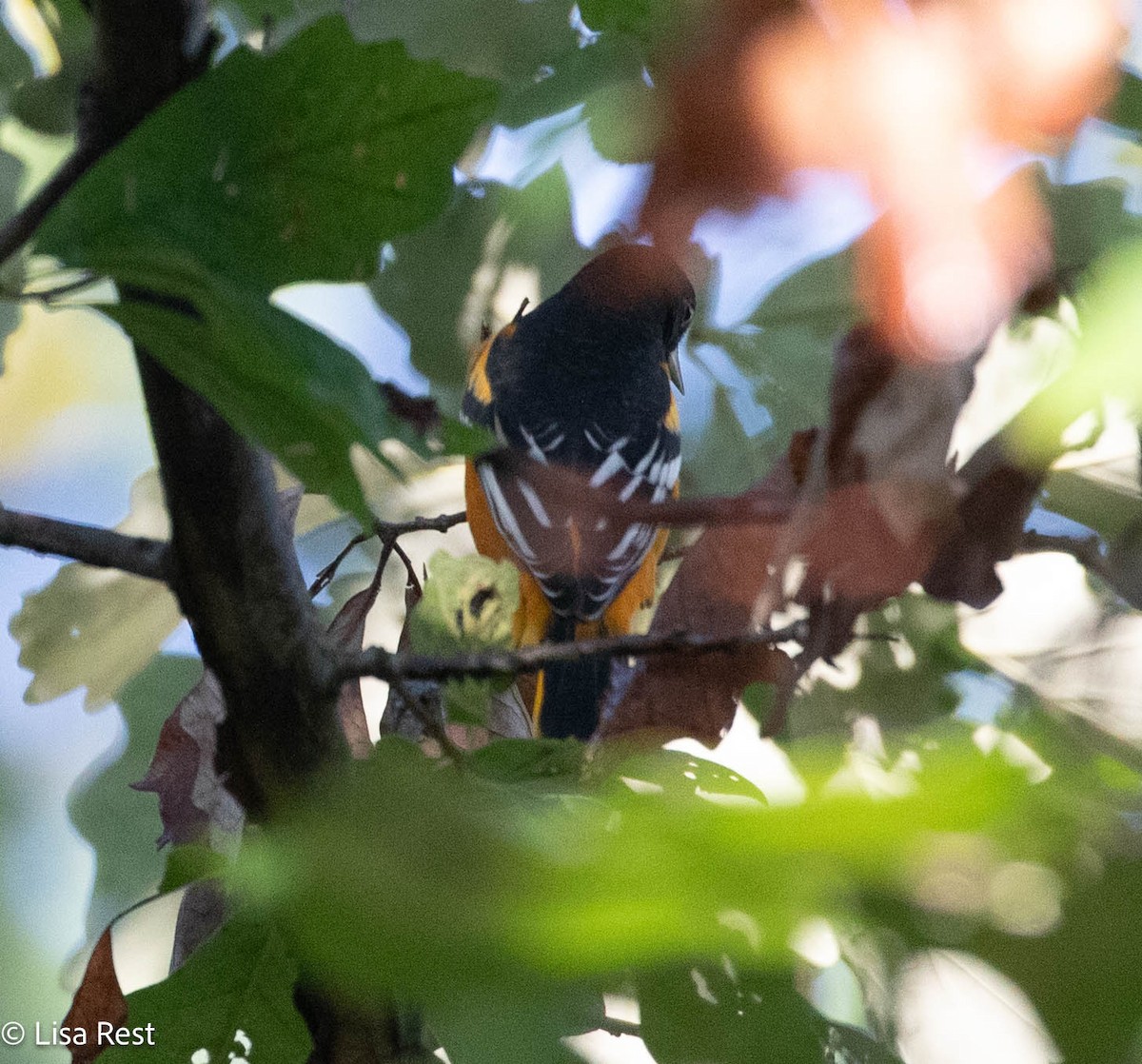 Baltimore Oriole - ML640274098