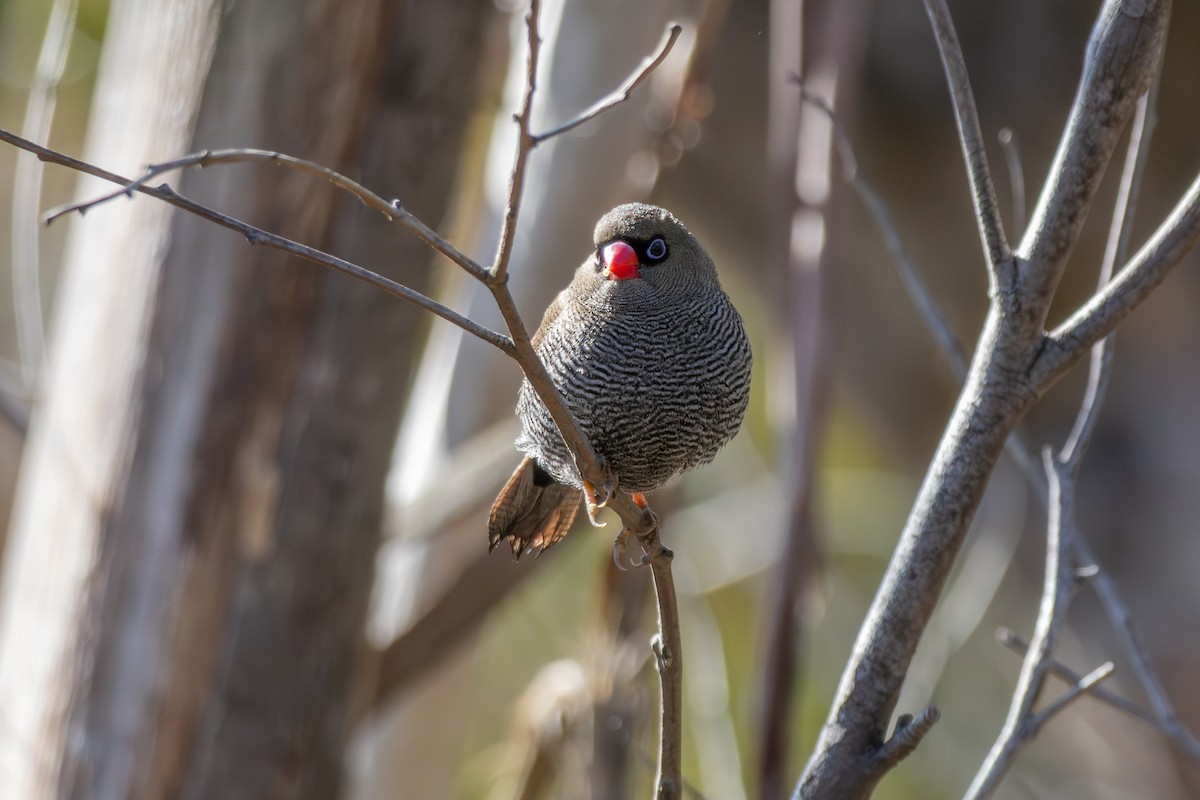 Beautiful Firetail - ML640274168