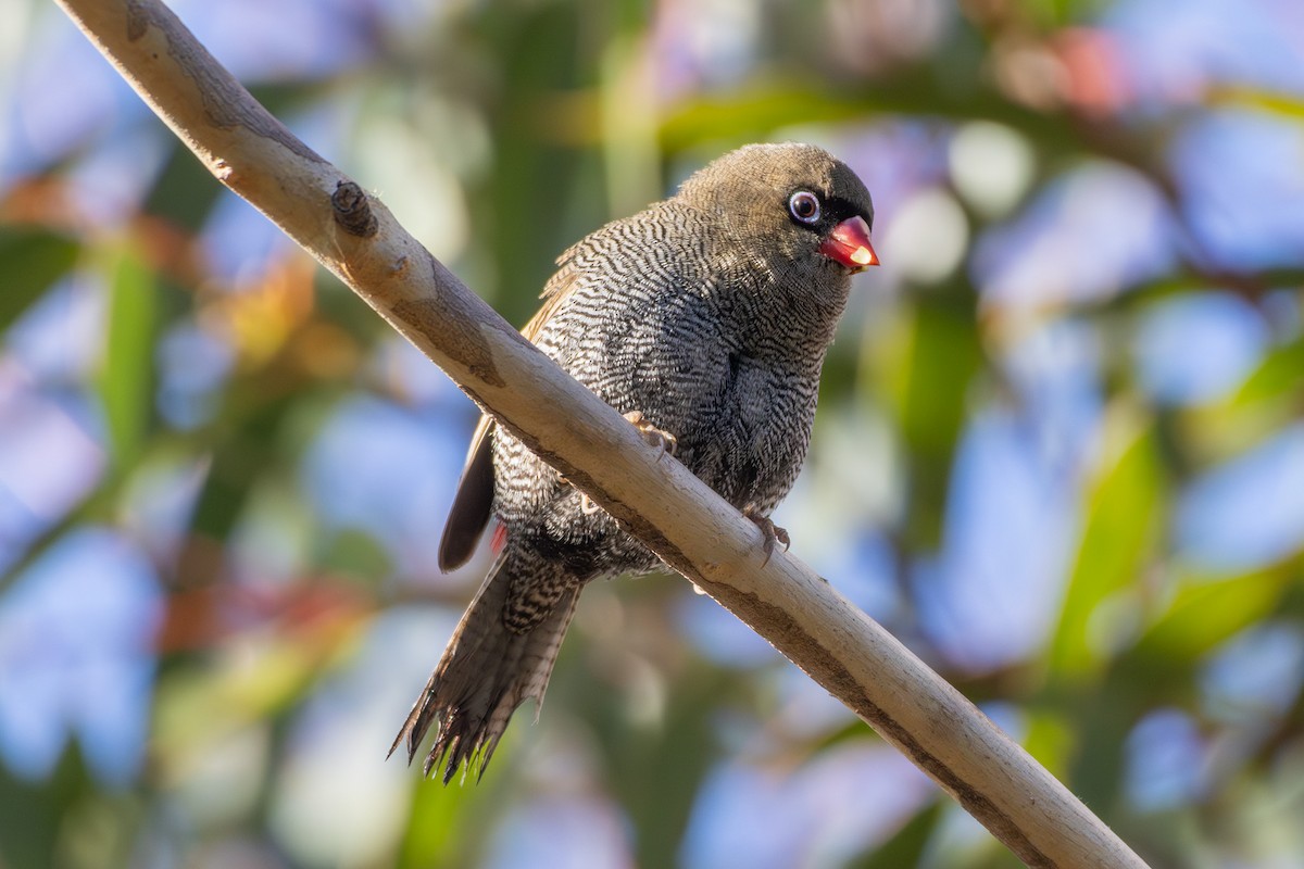 Beautiful Firetail - ML640274169